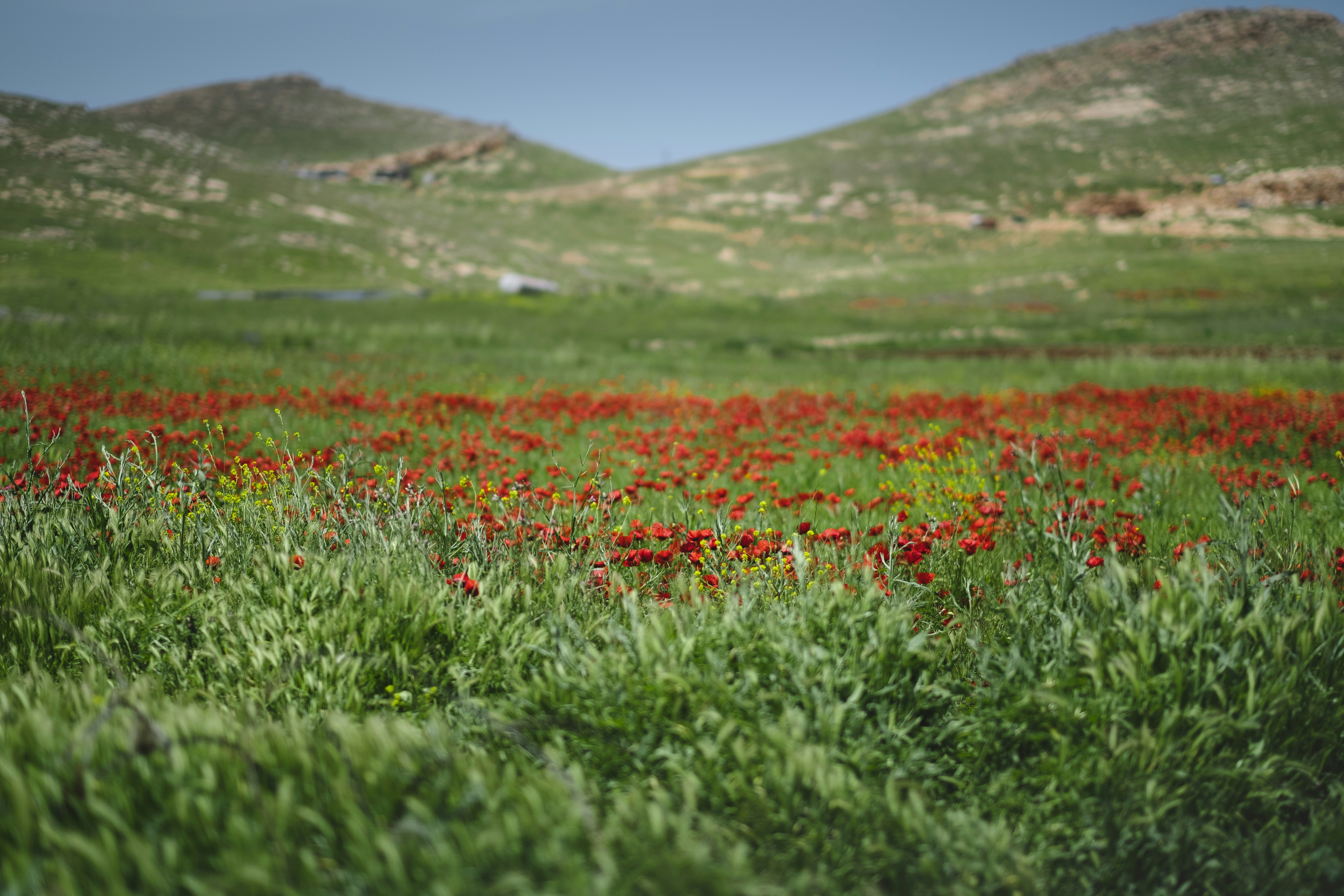 green grass field